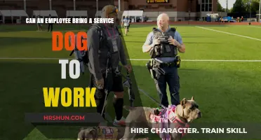 Service Dogs at Work: Employee Rights and Employer Responsibilities